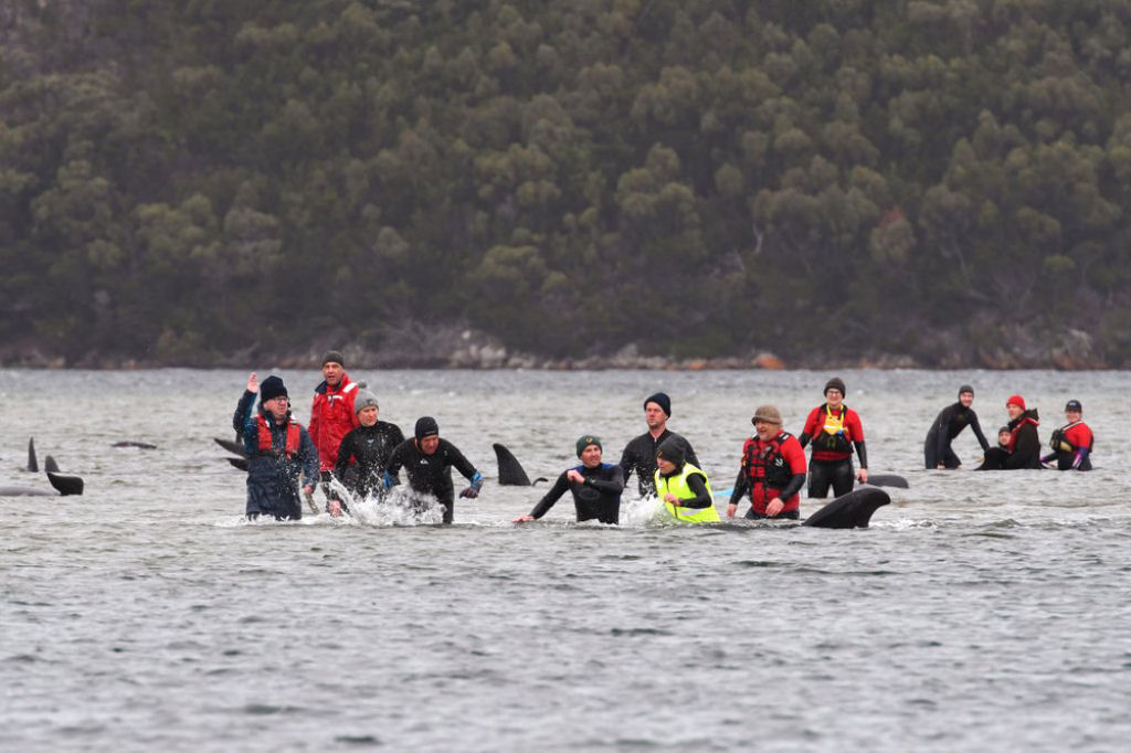 Ao menos 270 baleias estão encalhadas na costa da Austrália e as autoridades tentam resgatá-las