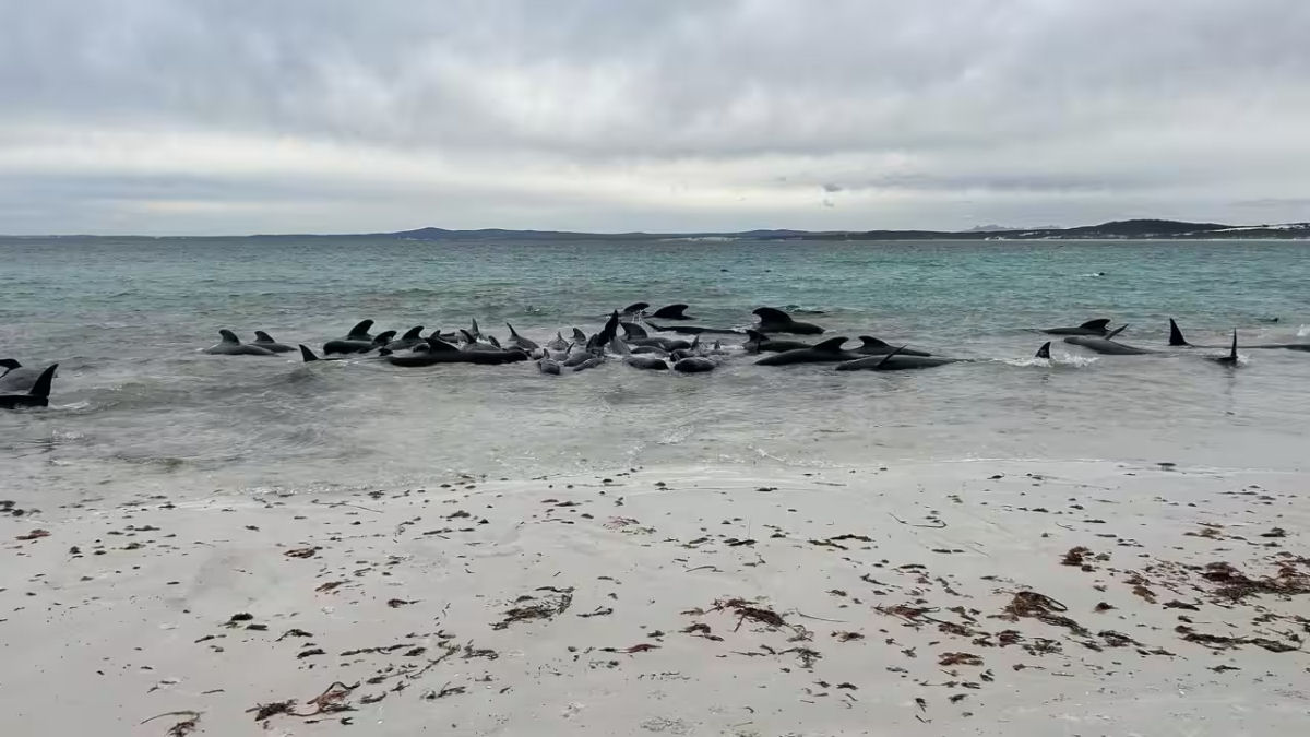A corrida para salvar quase 50 baleias-piloto depois que o mesmo nmero morreu em um encalhe na Austrlia