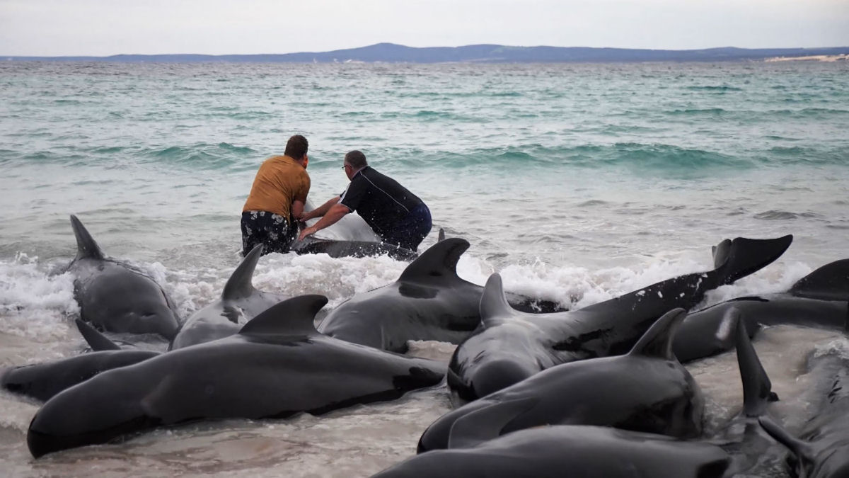A corrida para salvar quase 50 baleias-piloto depois que o mesmo nmero morreu em um encalhe na Austrlia