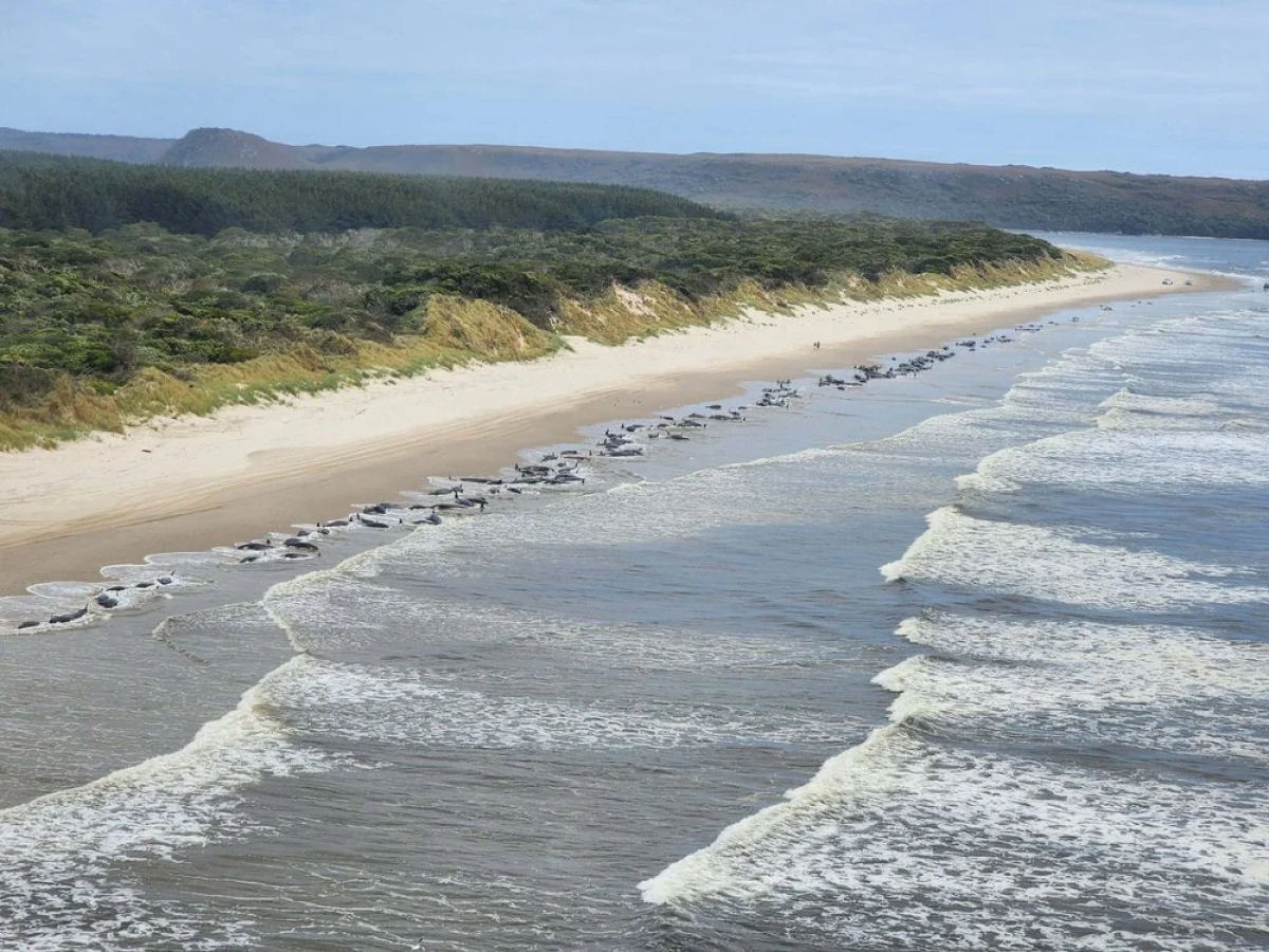 Cerca de 200 baleias encalhadas morrem em praia australiana