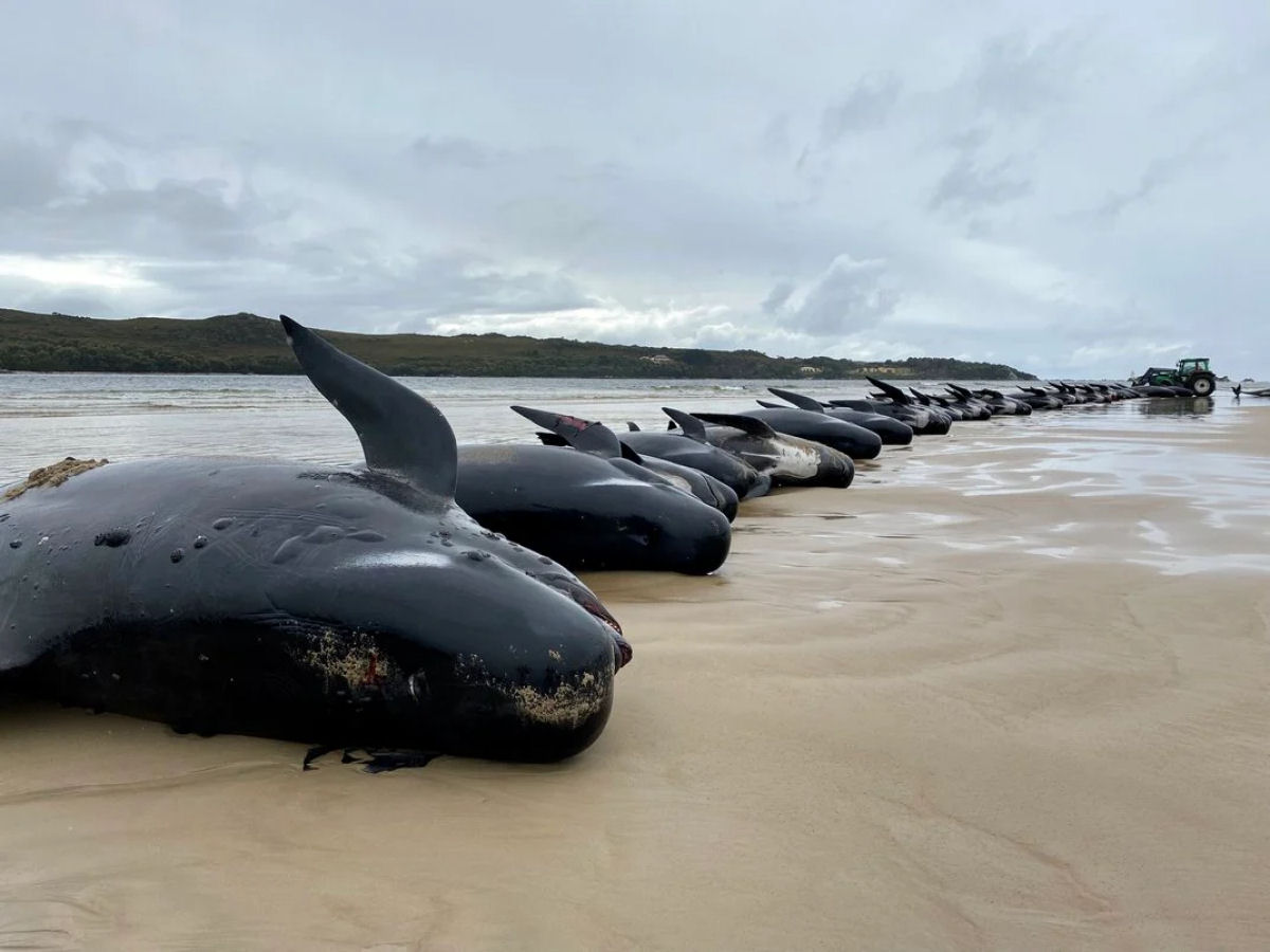 Cerca de 200 baleias encalhadas morrem em praia australiana