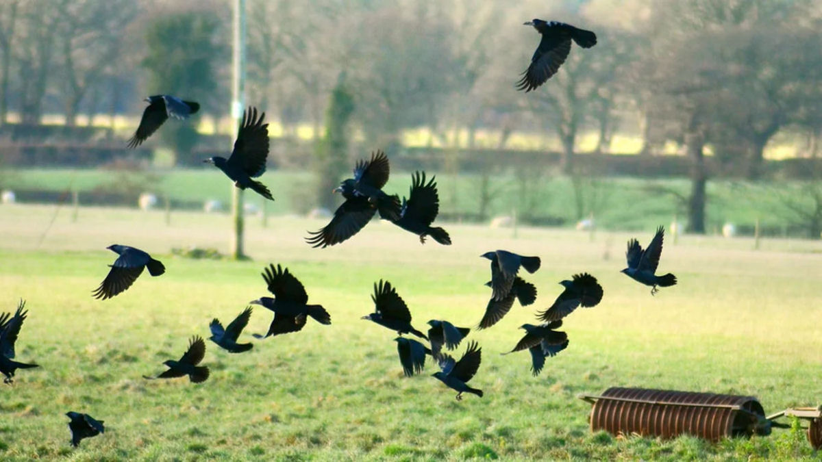 O caso da mulher que criou um pequeno exército de corvos guarda-costas por acidente