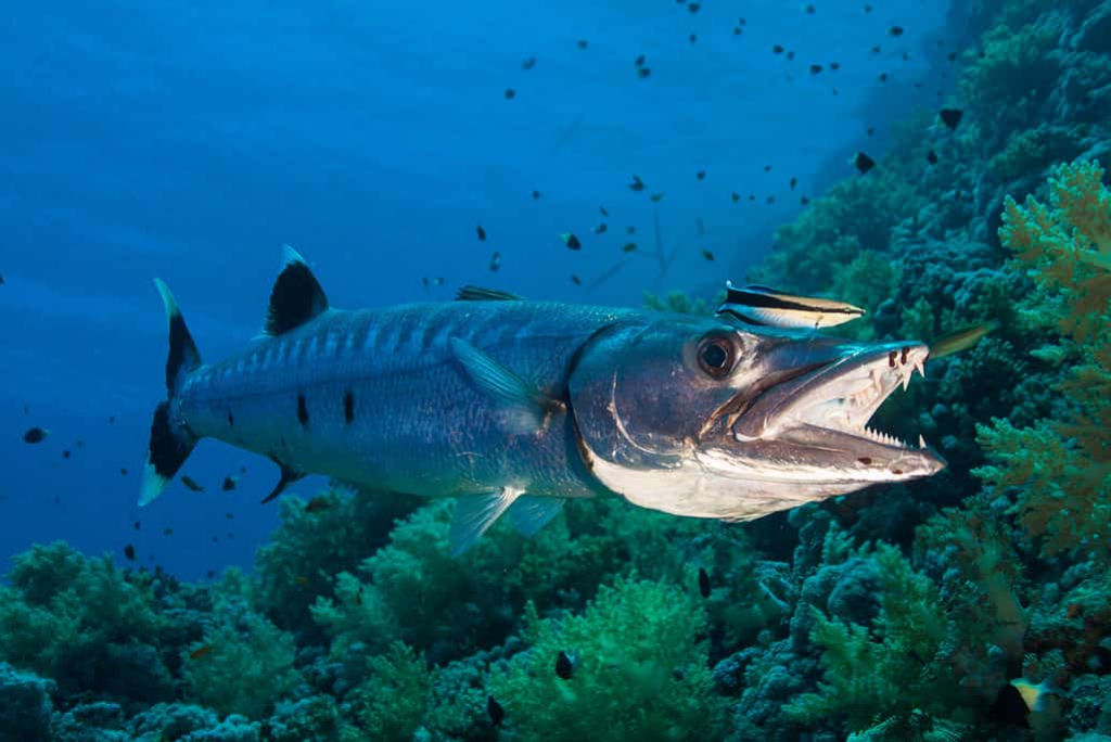 Barracuda faminta chicoteia na gua para devorar um peixe-leo