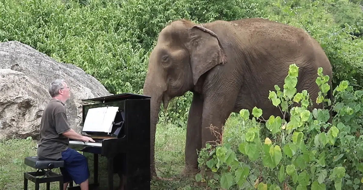 Pianista continua levando conforto a elefantes resgatados por santurio na Tailndia
