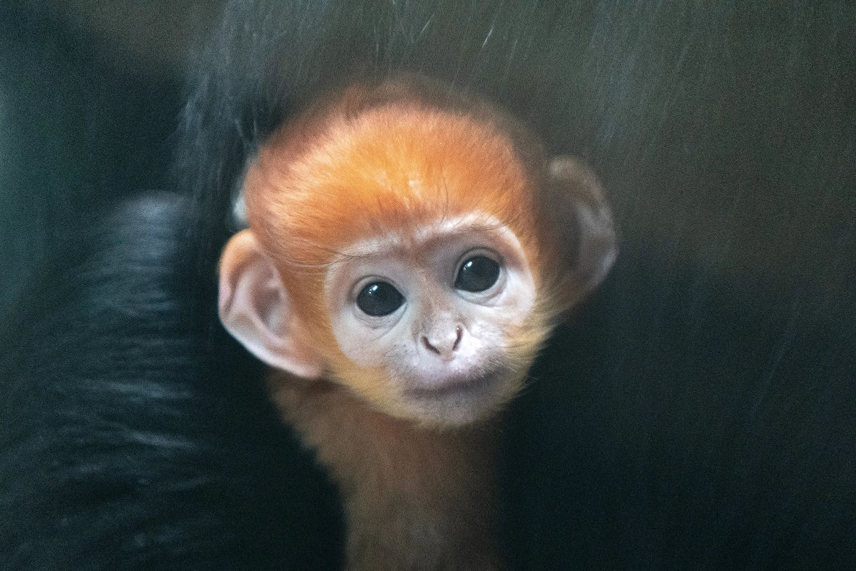 Macaca langur faz escalada perigosa em encosta �ngreme para salvar seu filhote de machos rivais