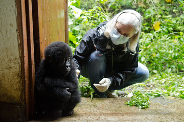 Resgatam um filhote  gorila de caadores furtivos 01