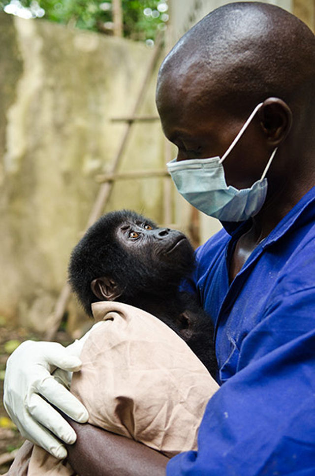 Resgatam um filhote  gorila de caadores furtivos 02