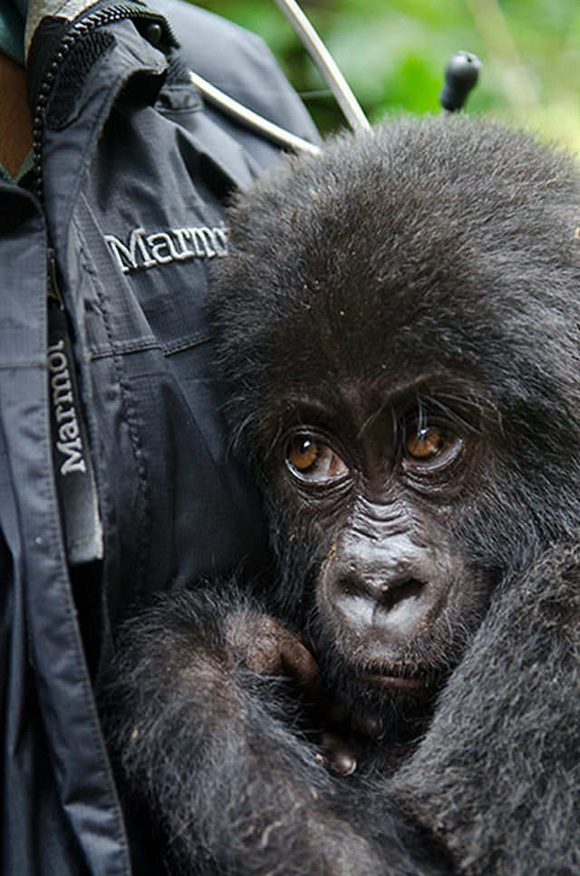 Resgatam um filhote  gorila de caadores furtivos 08