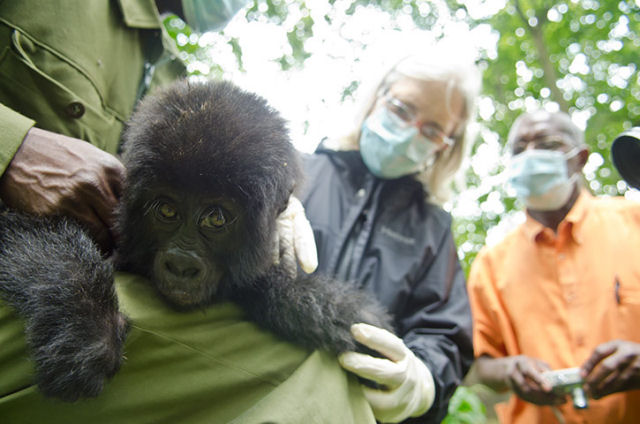 Resgatam um filhote  gorila de caadores furtivos 09