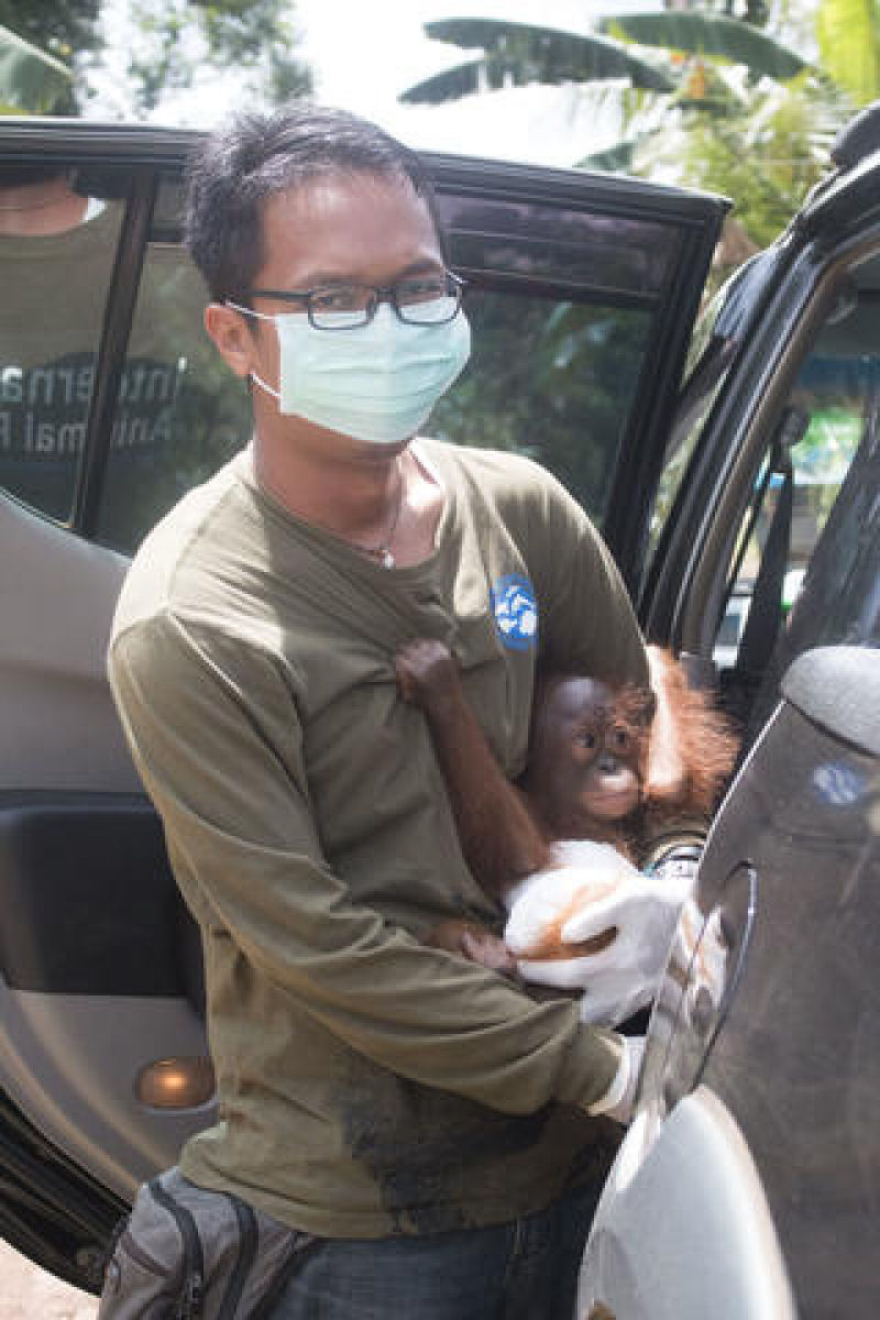 Bebê orangotango órfã abraça o próprio corpo em busca de conforto