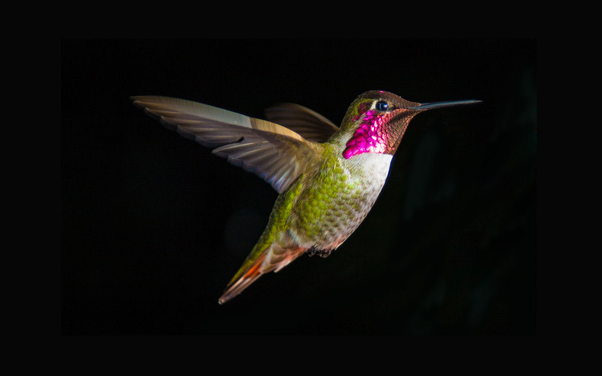 Teste em tnel de vento gravado a 3.000 FPS revela os segredos do impressionante adejo do colibri