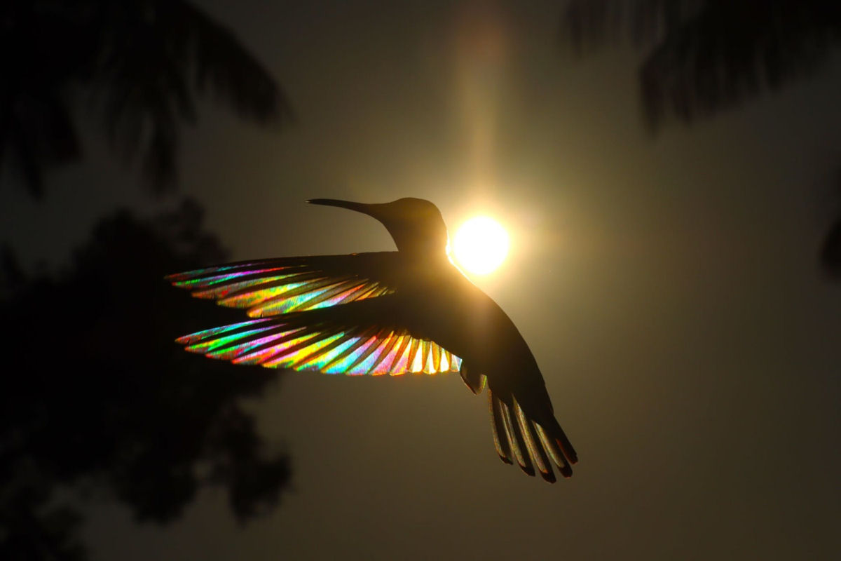 A luz do sol filtra todo um espectro de cores atravs das asas de um beija-flor em novo lbum de fotos 01