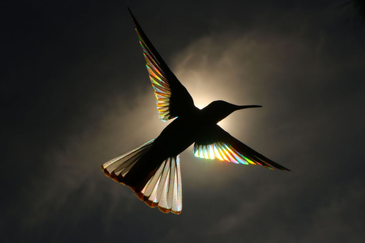A luz do sol filtra todo um espectro de cores atravs das asas de um beija-flor em novo lbum de fotos 02