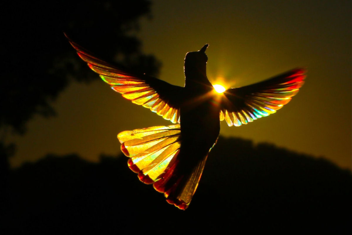 A luz do sol filtra todo um espectro de cores atravs das asas de um beija-flor em novo lbum de fotos 03