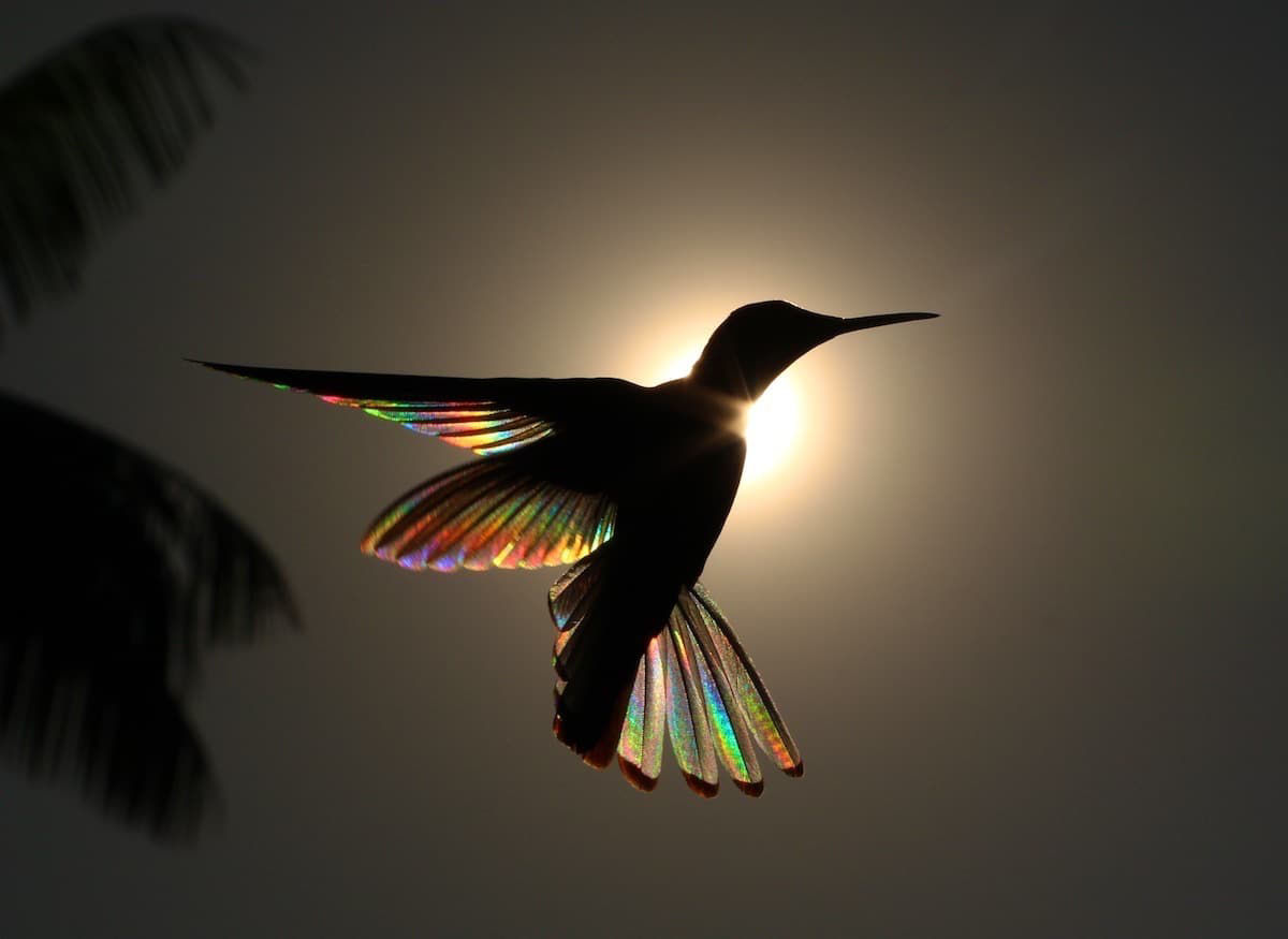A luz do sol filtra todo um espectro de cores atravs das asas de um beija-flor em novo lbum de fotos 04