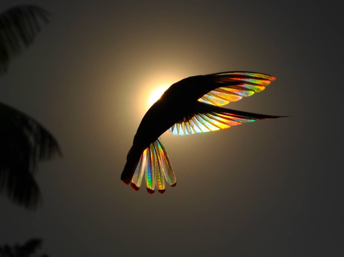 A luz do sol filtra todo um espectro de cores atravs das asas de um beija-flor em novo lbum de fotos 05