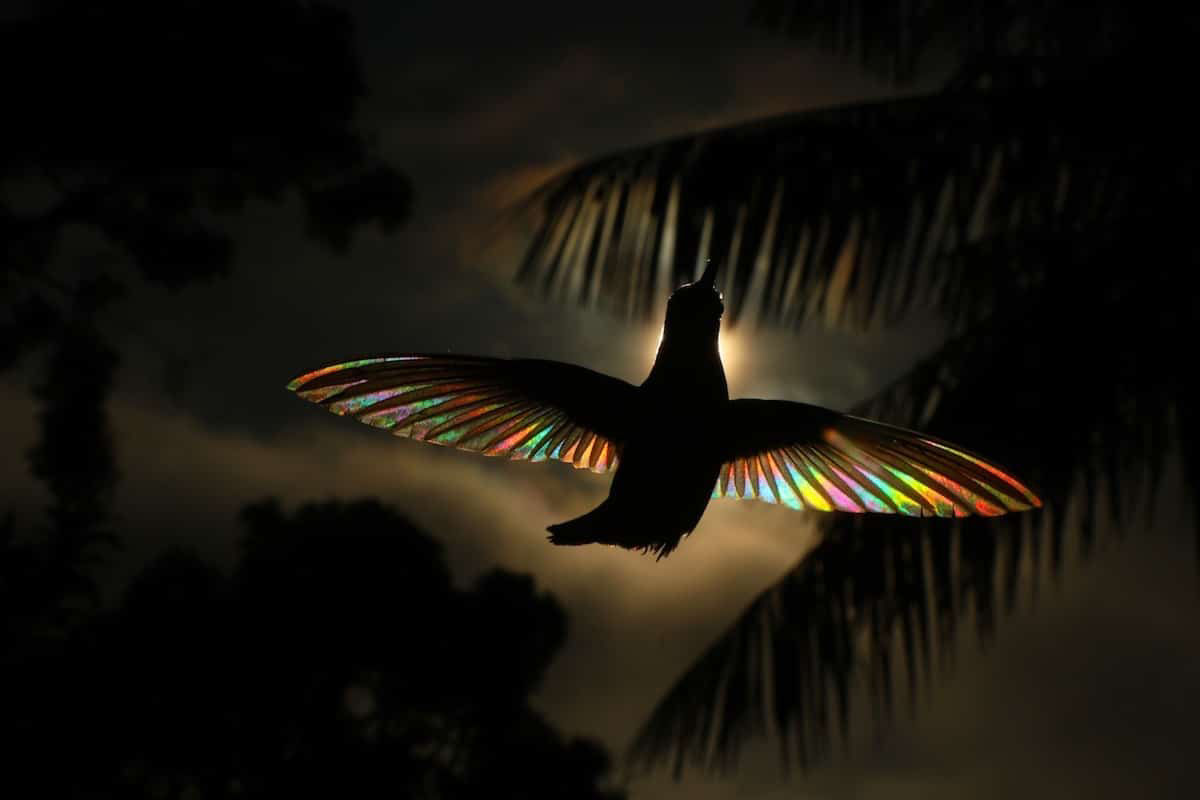 A luz do sol filtra todo um espectro de cores atravs das asas de um beija-flor em novo lbum de fotos 06
