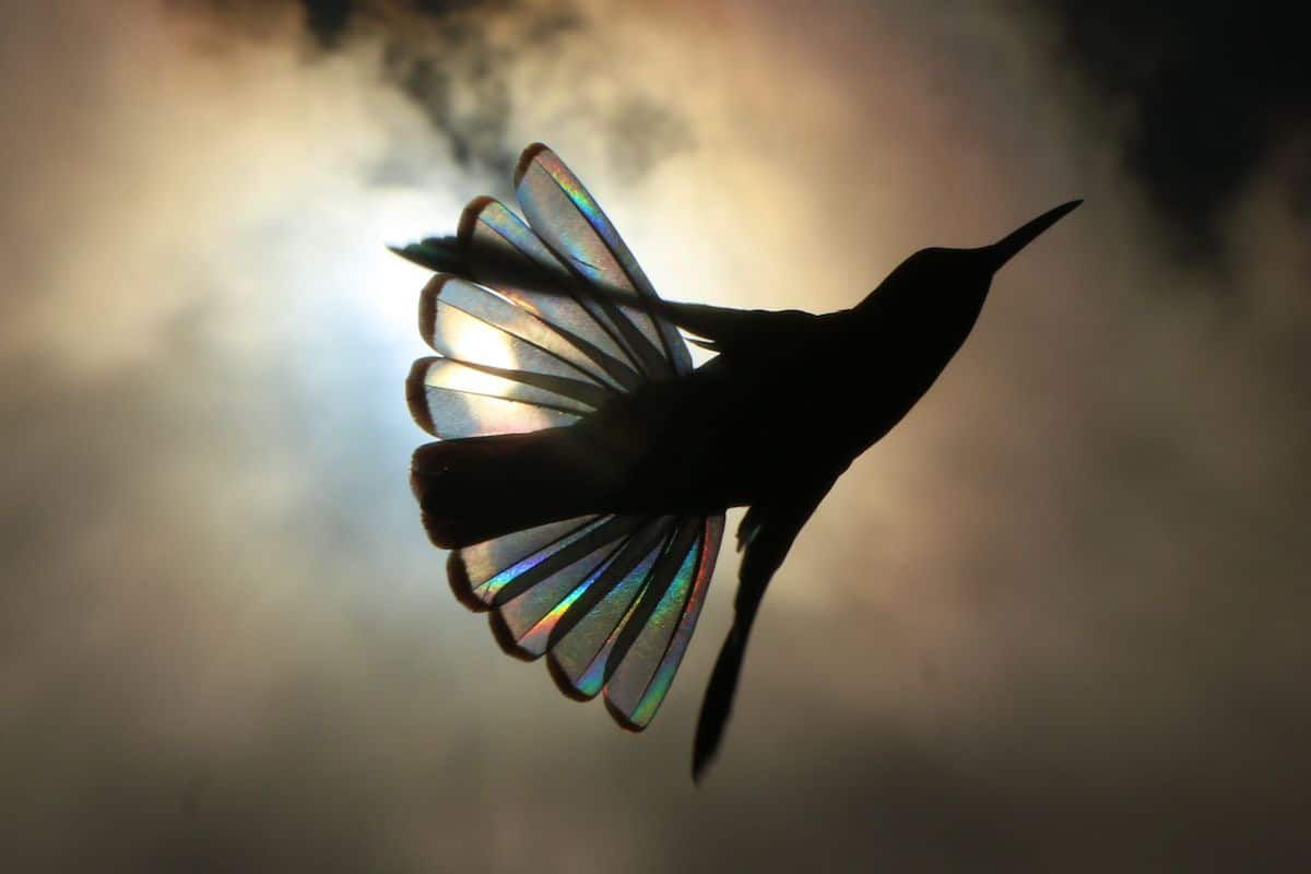 A luz do sol filtra todo um espectro de cores atravs das asas de um beija-flor em novo lbum de fotos 07