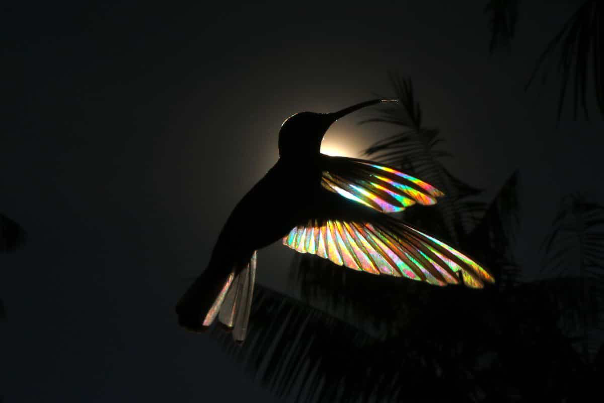 A luz do sol filtra todo um espectro de cores atravs das asas de um beija-flor em novo lbum de fotos 08