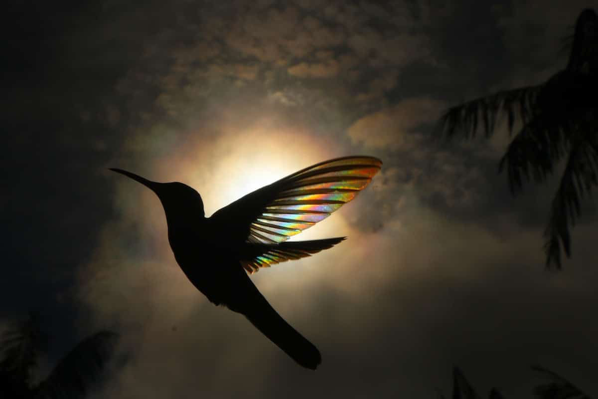 A luz do sol filtra todo um espectro de cores atravs das asas de um beija-flor em novo lbum de fotos 09