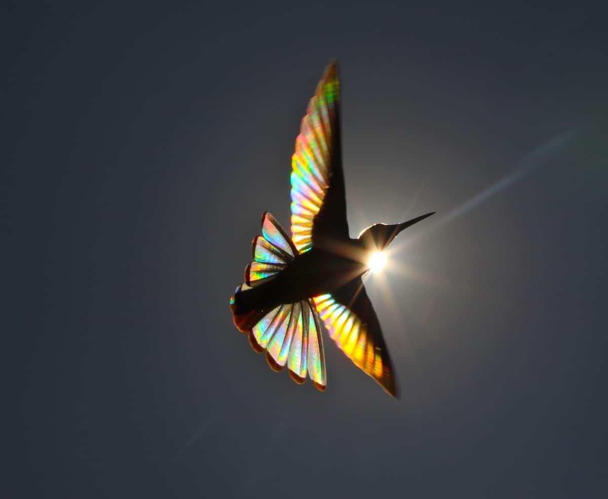 A luz do sol filtra todo um espectro de cores atravs das asas de um beija-flor em novo lbum de fotos 10