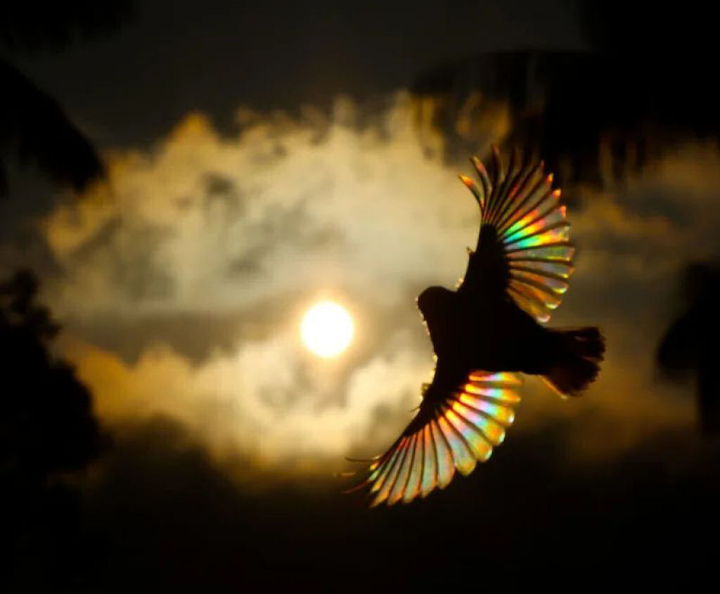 A luz do sol filtra todo um espectro de cores atravs das asas de um beija-flor em novo lbum de fotos 11