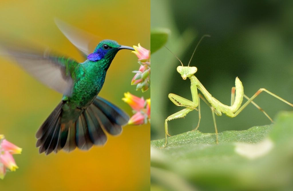 Um louva-a-deus pode realmente matar um colibri?
