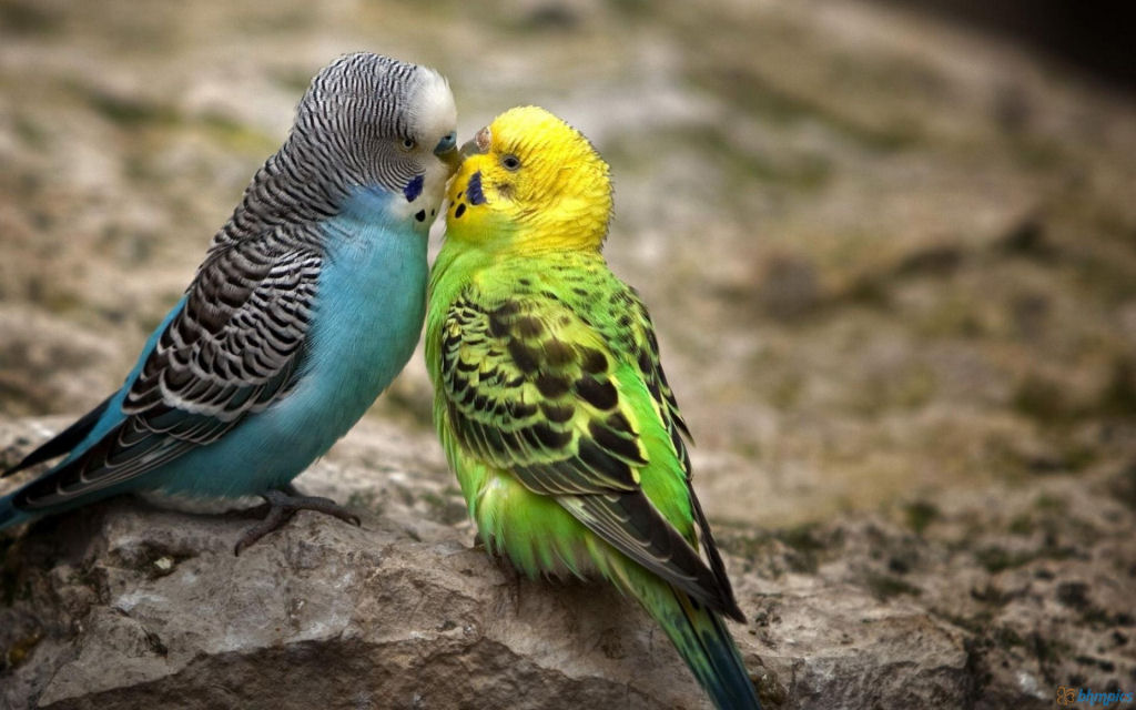 15 belas fotos de beijos animais 17
