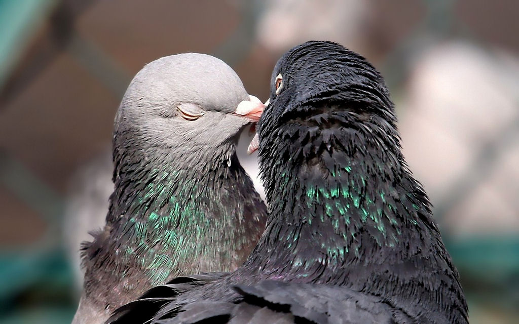 15 belas fotos de beijos animais 20