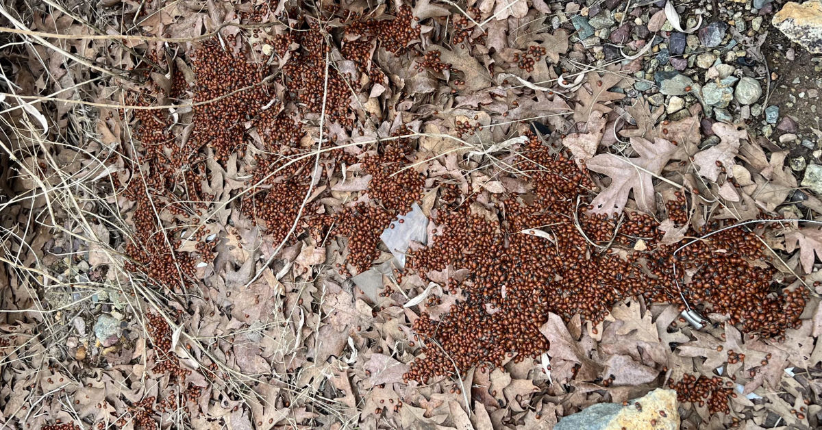 Por que dezenas de milhares de joaninhas se conglomeram no inverno?