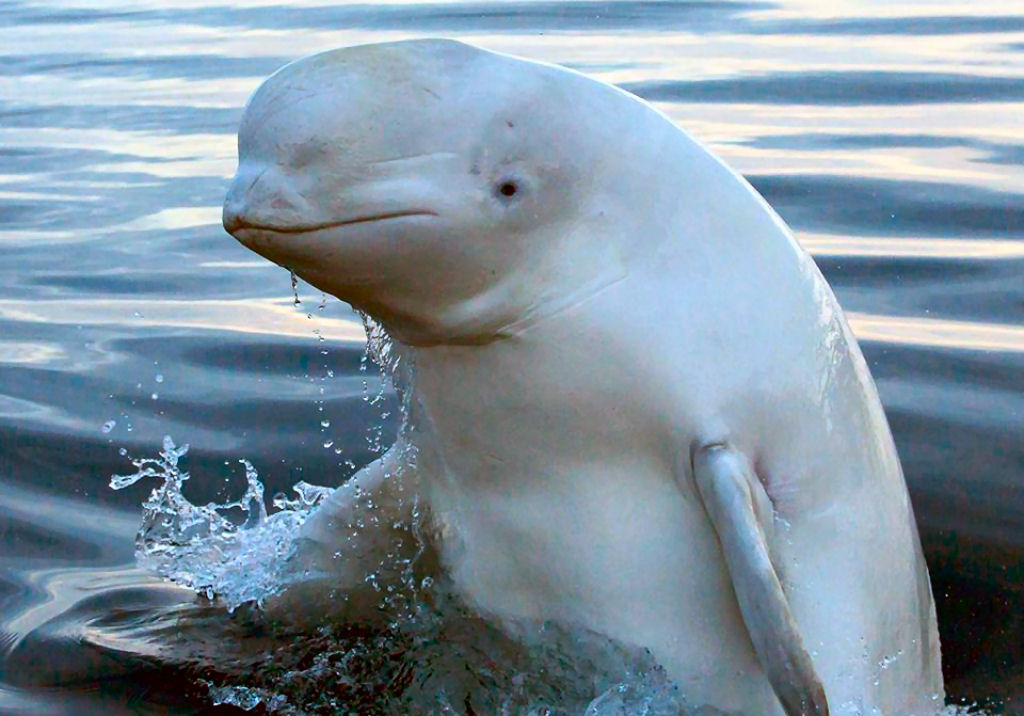 Hvaldimir, a beluga espi russa, aparece de novo na Norega ainda mais amigvel