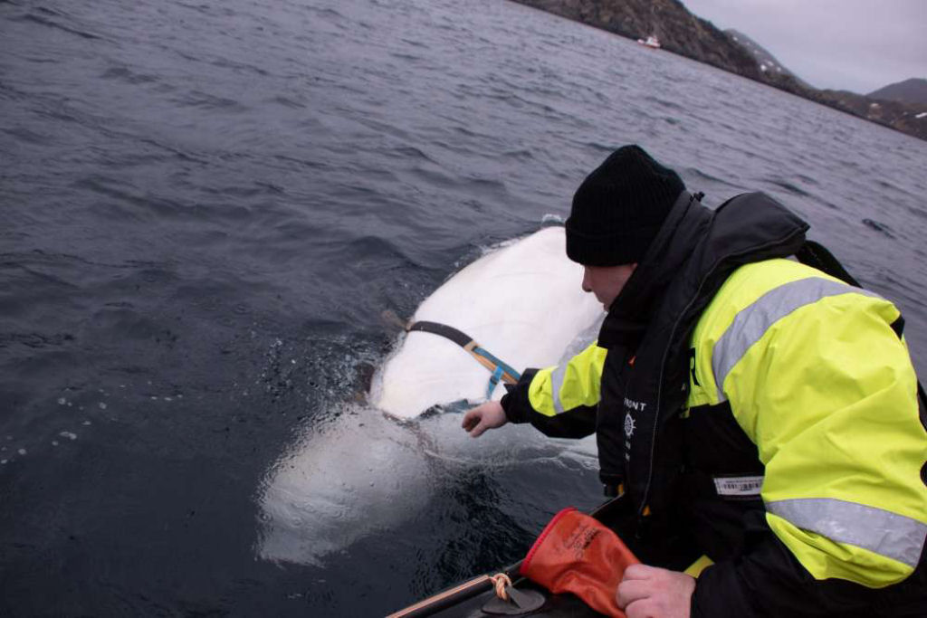Baleia misteriosa encontrada na noruega pode ser uma arma militar russa