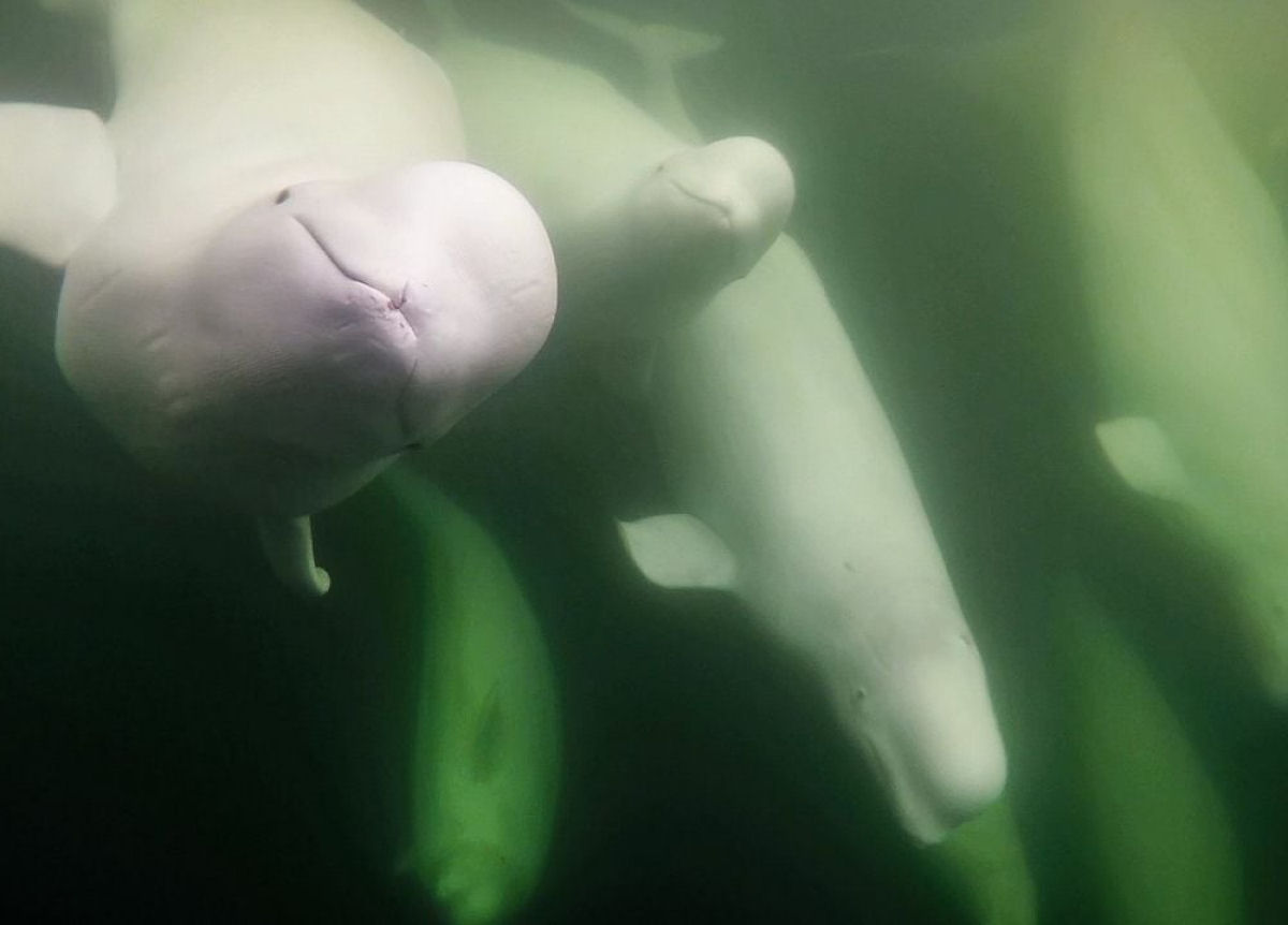 Veja dezenas de milhares de belugas migrando com cmeras ao vivo