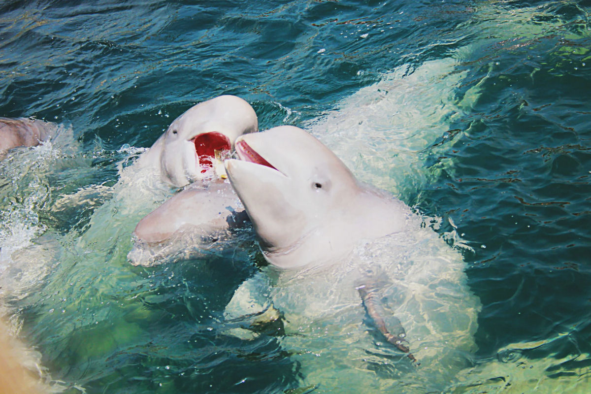 Homem convoca baleias beluga cantando, e inesperadamente elas respondem