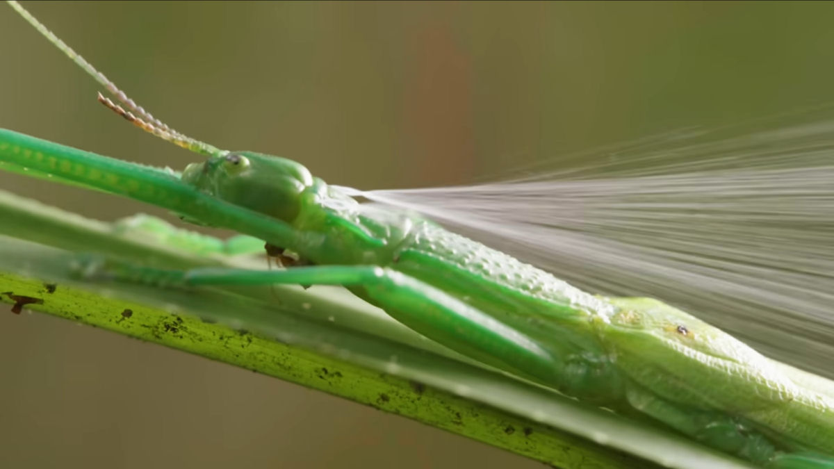 Bicho-pau diferentão tem uma arma secreta com cheiro de hortelã