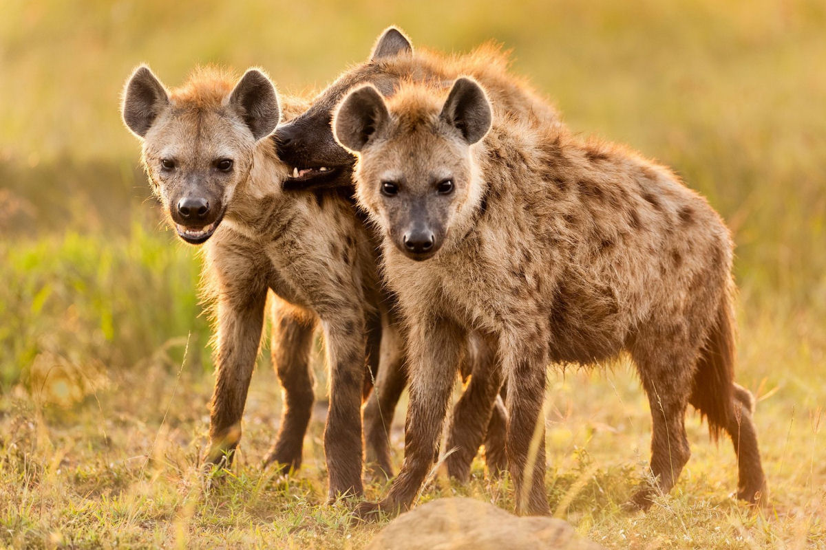 Quais animais poderiam (ou no) ser domesticados em um mundo alternativo?