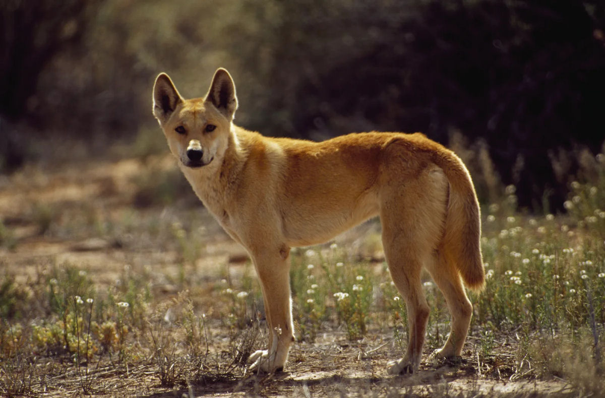 Quais animais poderiam (ou no) ser domesticados em um mundo alternativo?