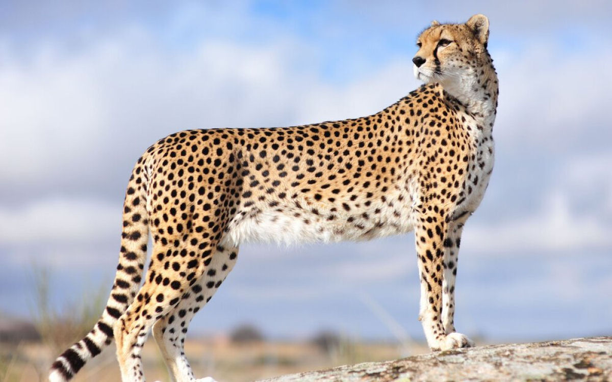 Quais animais poderiam (ou no) ser domesticados em um mundo alternativo?
