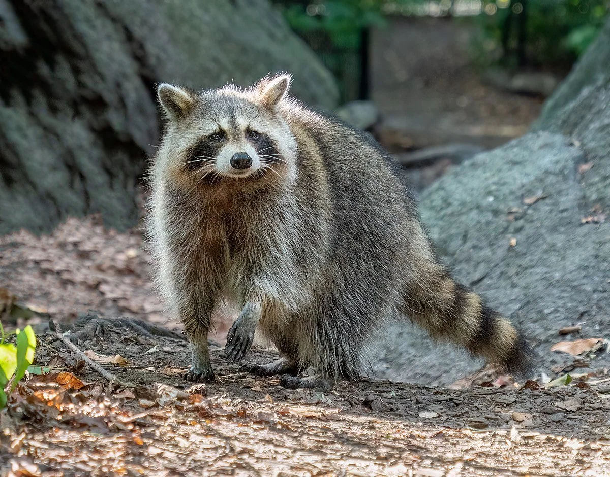 Quais animais poderiam (ou no) ser domesticados em um mundo alternativo?