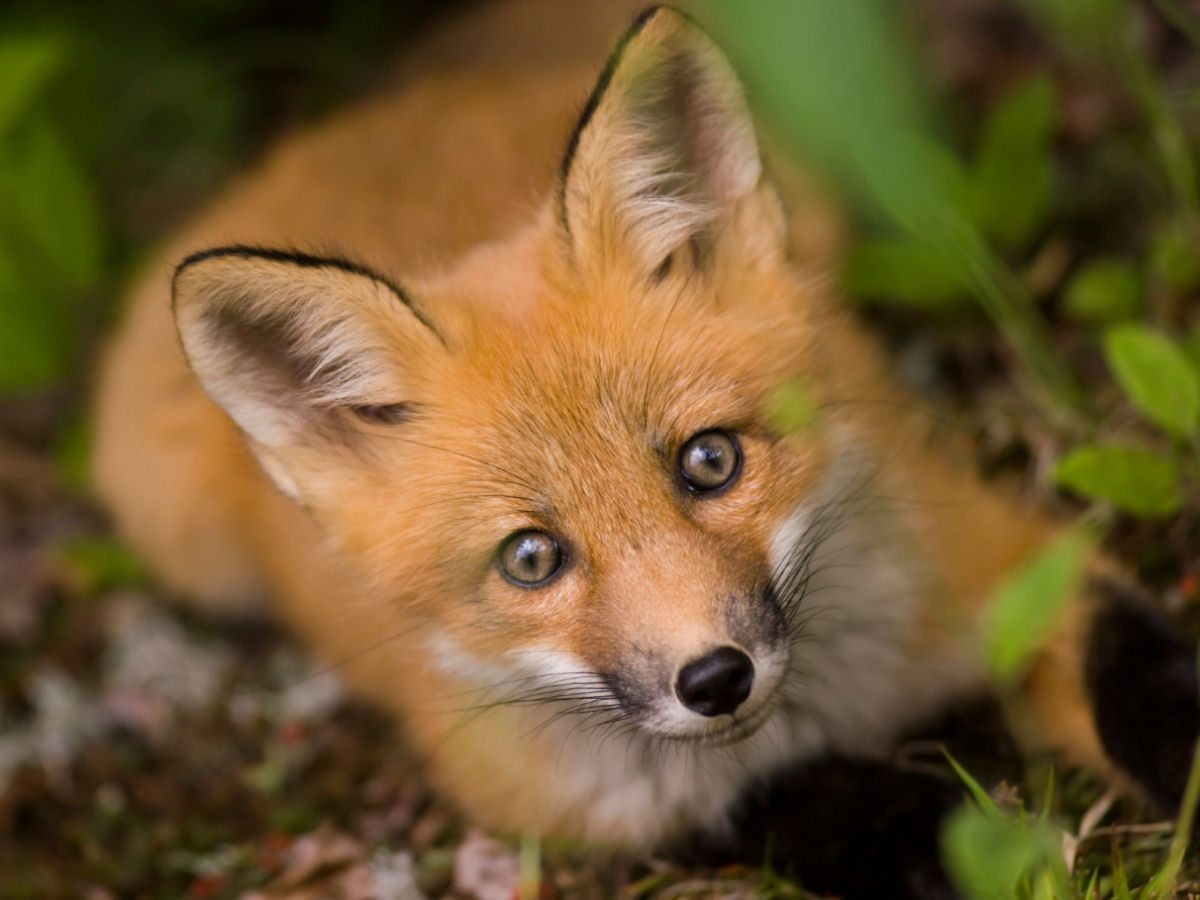 Quais animais poderiam (ou no) ser domesticados em um mundo alternativo?