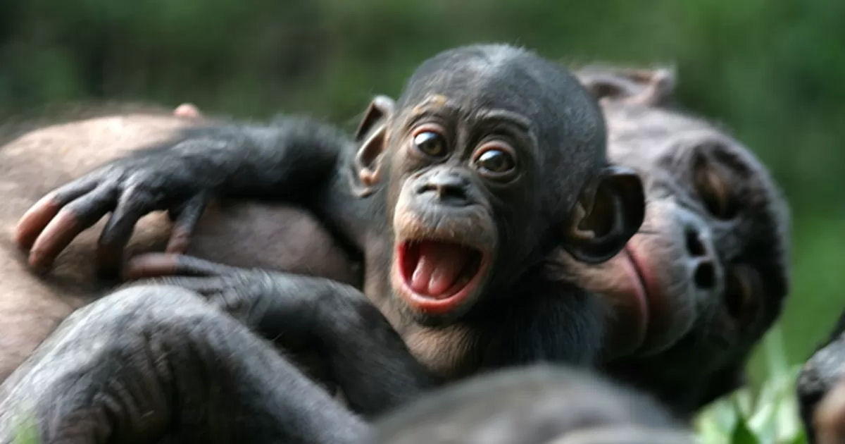 Quais animais poderiam (ou no) ser domesticados em um mundo alternativo?