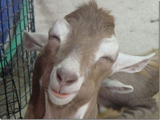 As fotos mais engraçadas de animais em 2012 10