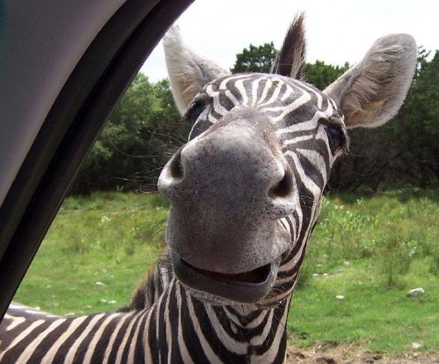 As fotos mais engraçadas de animais em 2012 17