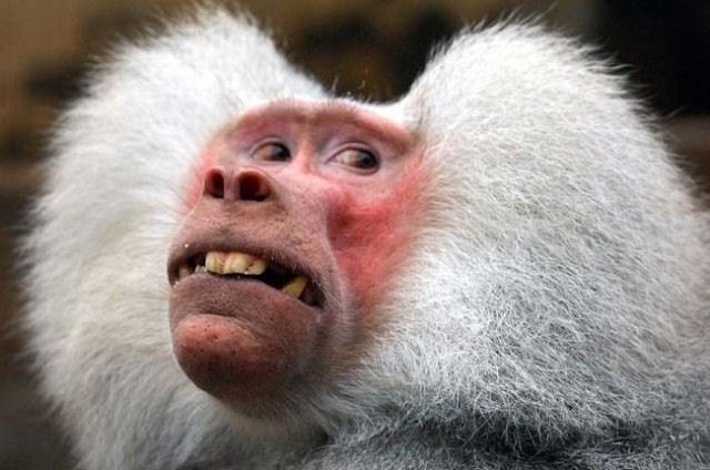 As fotos mais engraçadas de animais em 2012 18