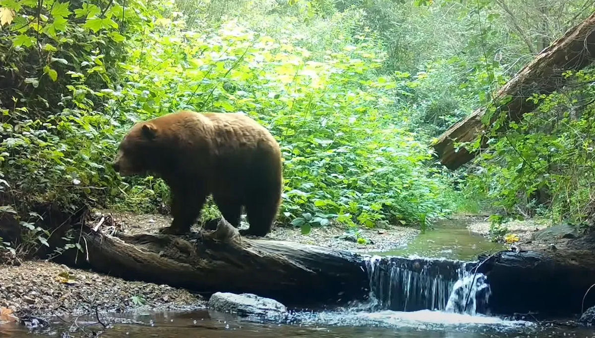 Imagens fascinantes de câmera de trilha mostram animais na Floresta Nacional de Angeles