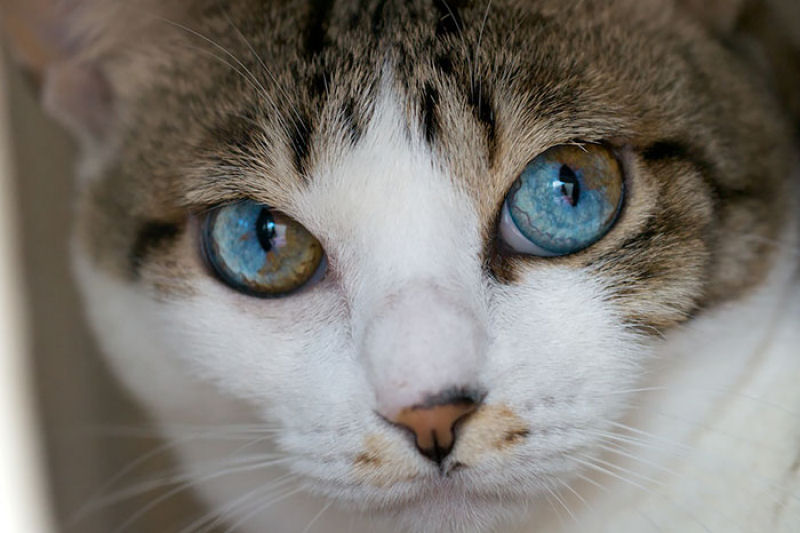20 animais extraordinariamente belos com olhos mpares 10