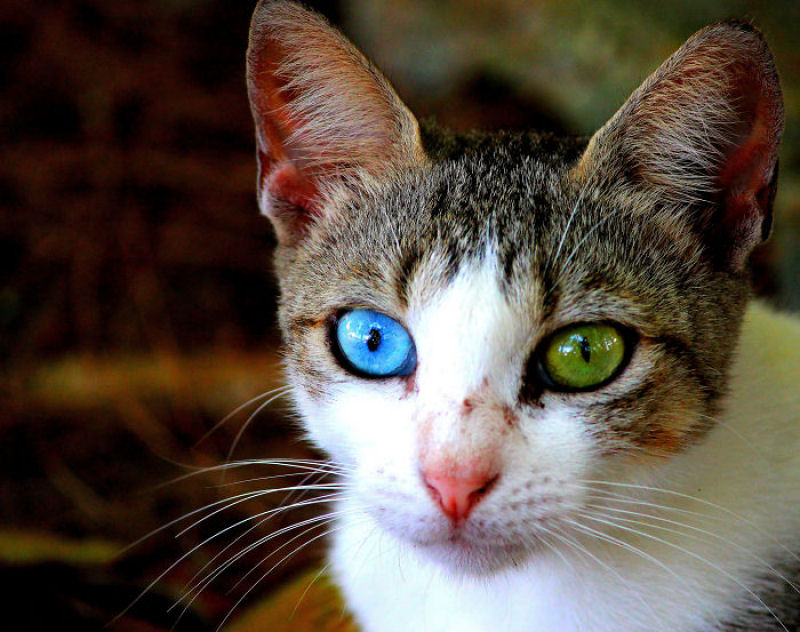 20 animais extraordinariamente belos com olhos mpares 15