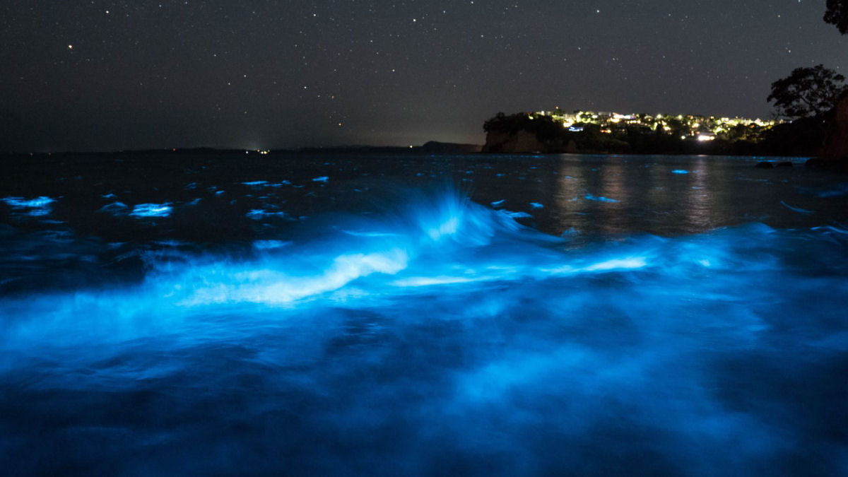 Observe um grupo de golfinhos nadando em guas bioluminescentes na costa da Califrnia
