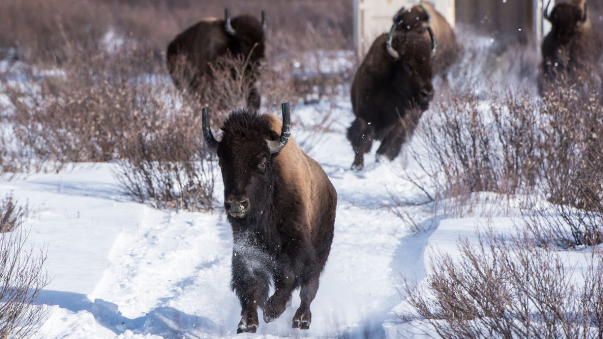 Veja como foi o retorno do bisão a um parque nacional canadense pela primeira vez em 140 anos