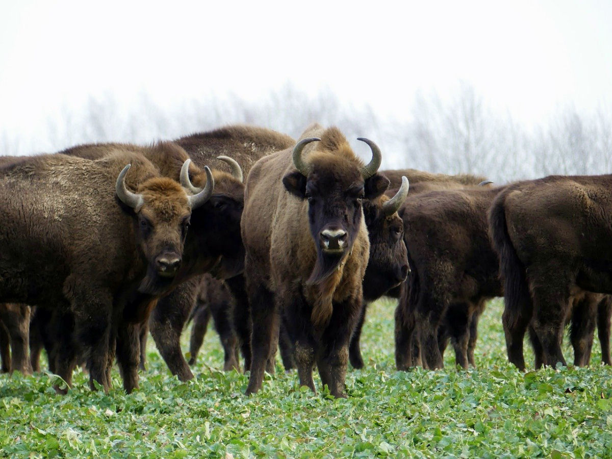 Primeiro bisão selvagem a aparecer na Alemanha em 250 anos foi baleado por caçadores